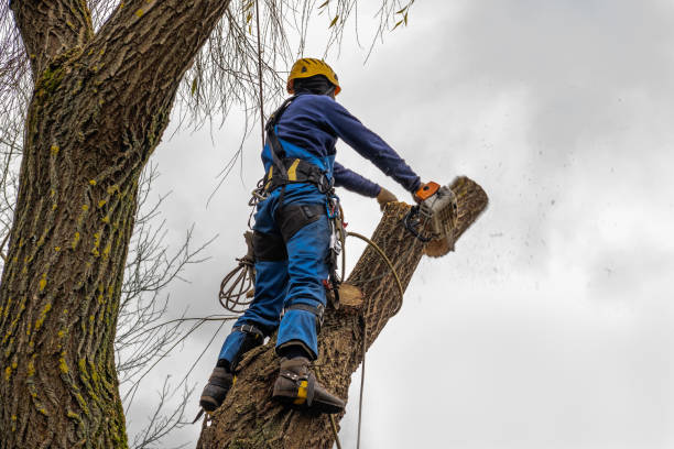 Reliable Lyons, WI Tree Services Solutions