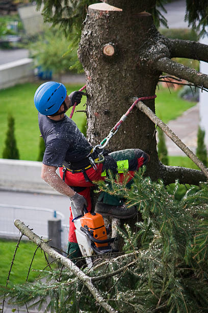 Mulching Services in Lyons, WI