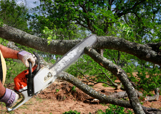 Why Choose Our Tree Removal Services in Lyons, WI?